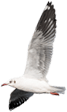 Seagull