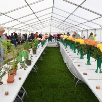 Town Show and Family Fun Day